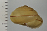  ( - SDNCU-A1538)  @14 [ ] Copyright (2014) Unspecified Specimen depository of the Graduate School of Natural Sciences, Nagoya City University