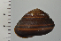  (Satsuma mercatoria - SDNCU-A1507)  @14 [ ] Copyright (2014) Unspecified Specimen depository of the Graduate School of Natural Sciences, Nagoya City University