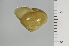  ( - SDNCU-A1239)  @14 [ ] Copyright (2014) Unspecified Specimen depository of the Graduate School of Natural Sciences, Nagoya City University