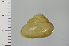  ( - SDNCU-A1239)  @14 [ ] Copyright (2014) Unspecified Specimen depository of the Graduate School of Natural Sciences, Nagoya City University