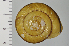  (Euhadra eoa - SDNCU-A1203)  @14 [ ] Copyright (2014) Unspecified Specimen depository of the Graduate School of Natural Sciences, Nagoya City University