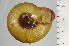  (Euhadra senckenbergiana - SDNCU-A1373)  @14 [ ] Copyright (2014) Unspecified Specimen depository of the Graduate School of Natural Sciences, Nagoya City University