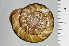  ( - SDNCU-A1258)  @14 [ ] Copyright (2014) Unspecified Specimen depository of the Graduate School of Natural Sciences, Nagoya City University