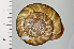  ( - SDNCU-A1258)  @14 [ ] Copyright (2014) Unspecified Specimen depository of the Graduate School of Natural Sciences, Nagoya City University