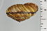  ( - SDNCU-A1258)  @14 [ ] Copyright (2014) Unspecified Specimen depository of the Graduate School of Natural Sciences, Nagoya City University