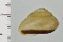  ( - SDNCU-A1132)  @13 [ ] Copyright (2014) Unspecified Specimen depository of the Graduate School of Natural Sciences, Nagoya City University