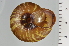  ( - SDNCU-A1258)  @14 [ ] Copyright (2014) Unspecified Specimen depository of the Graduate School of Natural Sciences, Nagoya City University