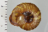  ( - SDNCU-A1258)  @14 [ ] Copyright (2014) Unspecified Specimen depository of the Graduate School of Natural Sciences, Nagoya City University