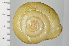  (Euhadra herklotsi - SDNCU-A1210)  @14 [ ] Copyright (2014) Unspecified Specimen depository of the Graduate School of Natural Sciences, Nagoya City University