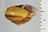  ( - SDNCU-A1160)  @14 [ ] Copyright (2014) Unspecified Specimen depository of the Graduate School of Natural Sciences, Nagoya City University