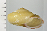  (Euhadra herklotsi - SDNCU-A1210)  @14 [ ] Copyright (2014) Unspecified Specimen depository of the Graduate School of Natural Sciences, Nagoya City University
