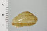  (Euhadra nesiotica - SDNCU-A1238)  @14 [ ] Copyright (2014) Unspecified Specimen depository of the Graduate School of Natural Sciences, Nagoya City University