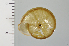  ( - SDNCU-A1238)  @14 [ ] Copyright (2014) Unspecified Specimen depository of the Graduate School of Natural Sciences, Nagoya City University