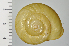  ( - SDNCU-A1250)  @14 [ ] Copyright (2014) Unspecified Specimen depository of the Graduate School of Natural Sciences, Nagoya City University
