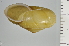  ( - SDNCU-A1250)  @14 [ ] Copyright (2014) Unspecified Specimen depository of the Graduate School of Natural Sciences, Nagoya City University