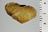  (Euhadra sandai - SDNCU-A1207)  @14 [ ] Copyright (2014) Unspecified Specimen depository of the Graduate School of Natural Sciences, Nagoya City University