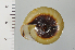  ( - SDNCU-A1395)  @14 [ ] Copyright (2014) Unspecified Specimen depository of the Graduate School of Natural Sciences, Nagoya City University