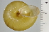  ( - SDNCU-A1250)  @14 [ ] Copyright (2014) Unspecified Specimen depository of the Graduate School of Natural Sciences, Nagoya City University