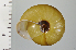  ( - SDNCU-A1379)  @14 [ ] Copyright (2014) Unspecified Specimen depository of the Graduate School of Natural Sciences, Nagoya City University