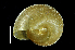  ( - SDNCU-A1454)  @14 [ ] Copyright (2014) Unspecified Specimen depository of the Graduate School of Natural Sciences, Nagoya City University