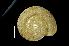  ( - SDNCU-A1437)  @13 [ ] Copyright (2014) Unspecified Specimen depository of the Graduate School of Natural Sciences, Nagoya City University