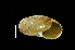  ( - SDNCU-A1437)  @13 [ ] Copyright (2014) Unspecified Specimen depository of the Graduate School of Natural Sciences, Nagoya City University