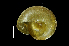  ( - SDNCU-A1435)  @13 [ ] Copyright (2014) Unspecified Specimen depository of the Graduate School of Natural Sciences, Nagoya City University