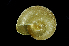  ( - SDNCU-A1445)  @14 [ ] Copyright (2014) Unspecified Specimen depository of the Graduate School of Natural Sciences, Nagoya City University