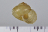  (Bradybaenini - SDNCU-A1057)  @14 [ ] Copyright (2014) Unspecified Specimen depository of the Graduate School of Natural Sciences, Nagoya City University