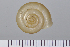  ( - SDNCU-A1070)  @13 [ ] Copyright (2014) Unspecified Specimen depository of the Graduate School of Natural Sciences, Nagoya City University