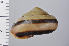  ( - SDNCU-A1071)  @14 [ ] Copyright (2014) Unspecified Specimen depository of the Graduate School of Natural Sciences, Nagoya City University