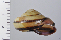  ( - SDNCU-A1072)  @14 [ ] Copyright (2014) Unspecified Specimen depository of the Graduate School of Natural Sciences, Nagoya City University