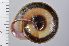  ( - SDNCU-A1072)  @14 [ ] Copyright (2014) Unspecified Specimen depository of the Graduate School of Natural Sciences, Nagoya City University