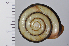 ( - SDNCU-A1073)  @14 [ ] Copyright (2014) Unspecified Specimen depository of the Graduate School of Natural Sciences, Nagoya City University