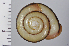  ( - SDNCU-A1074)  @14 [ ] Copyright (2014) Unspecified Specimen depository of the Graduate School of Natural Sciences, Nagoya City University