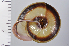 ( - SDNCU-A1074)  @14 [ ] Copyright (2014) Unspecified Specimen depository of the Graduate School of Natural Sciences, Nagoya City University