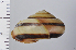  ( - SDNCU-A1074)  @14 [ ] Copyright (2014) Unspecified Specimen depository of the Graduate School of Natural Sciences, Nagoya City University