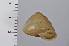  (Satsuma japonica - SDNCU-A1470)  @14 [ ] Copyright (2014) Unspecified Specimen depository of the Graduate School of Natural Sciences, Nagoya City University