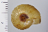  (Euhadra quaesita - SDNCU-A1263)  @14 [ ] Copyright (2014) Unspecified Specimen depository of the Graduate School of Natural Sciences, Nagoya City University