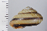 ( - SDNCU-A1076)  @14 [ ] Copyright (2014) Unspecified Specimen depository of the Graduate School of Natural Sciences, Nagoya City University