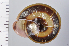  ( - SDNCU-A1076)  @14 [ ] Copyright (2014) Unspecified Specimen depository of the Graduate School of Natural Sciences, Nagoya City University