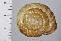  (Euhadra congenita - SDNCU-A1144)  @14 [ ] Copyright (2014) Unspecified Specimen depository of the Graduate School of Natural Sciences, Nagoya City University