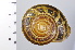  ( - SDNCU-A1269)  @14 [ ] Copyright (2014) Unspecified Specimen depository of the Graduate School of Natural Sciences, Nagoya City University