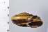  ( - SDNCU-A1269)  @14 [ ] Copyright (2014) Unspecified Specimen depository of the Graduate School of Natural Sciences, Nagoya City University