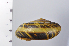 ( - SDNCU-A1269)  @14 [ ] Copyright (2014) Unspecified Specimen depository of the Graduate School of Natural Sciences, Nagoya City University