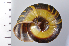  ( - SDNCU-A1269)  @14 [ ] Copyright (2014) Unspecified Specimen depository of the Graduate School of Natural Sciences, Nagoya City University