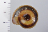  ( - SDNCU-A1077)  @14 [ ] Copyright (2014) Unspecified Specimen depository of the Graduate School of Natural Sciences, Nagoya City University