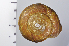  ( - SDNCU-A1270)  @14 [ ] Copyright (2014) Unspecified Specimen depository of the Graduate School of Natural Sciences, Nagoya City University