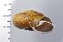  ( - SDNCU-A1270)  @14 [ ] Copyright (2014) Unspecified Specimen depository of the Graduate School of Natural Sciences, Nagoya City University
