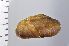  ( - SDNCU-A1270)  @14 [ ] Copyright (2014) Unspecified Specimen depository of the Graduate School of Natural Sciences, Nagoya City University